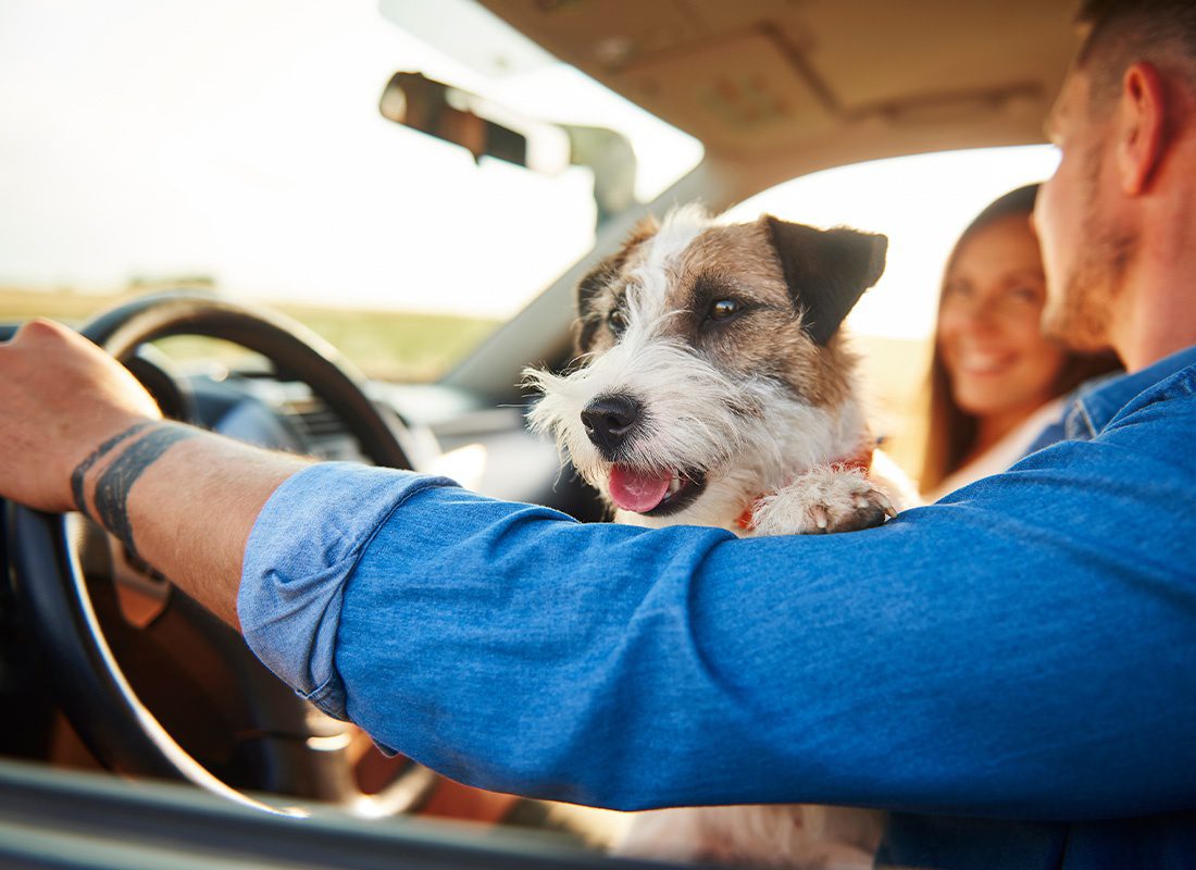 Blog - Happy Dog Riding in a Car During a Road Trip on a Sunny Day